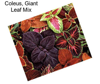 Coleus, Giant Leaf Mix