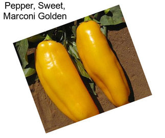 Pepper, Sweet, Marconi Golden
