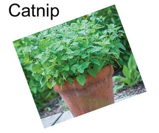 Catnip