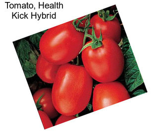 Tomato, Health Kick Hybrid