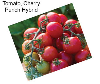 Tomato, Cherry Punch Hybrid