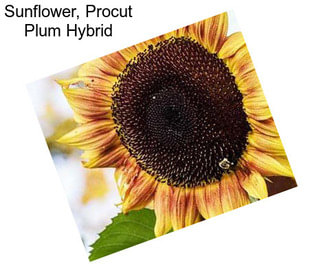 Sunflower, Procut Plum Hybrid