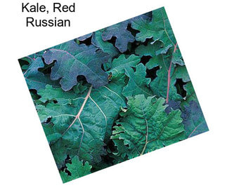 Kale, Red Russian