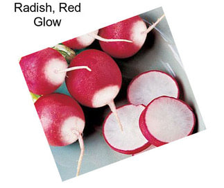 Radish, Red Glow