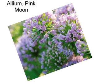 Allium, Pink Moon