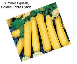 Summer Squash, Golden Zebra Hybrid