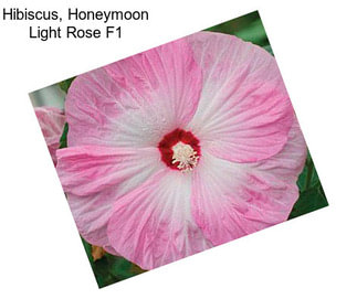 Hibiscus, Honeymoon Light Rose F1