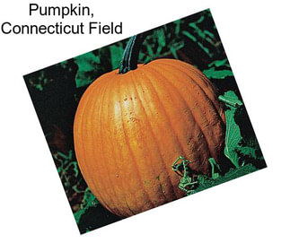 Pumpkin, Connecticut Field