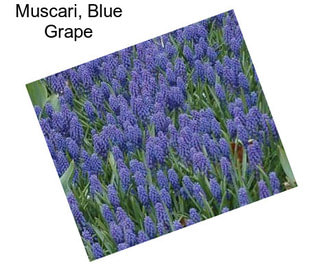 Muscari, Blue Grape