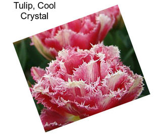 Tulip, Cool Crystal