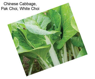 Chinese Cabbage, Pak Choi, White Choi