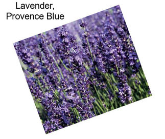 Lavender, Provence Blue