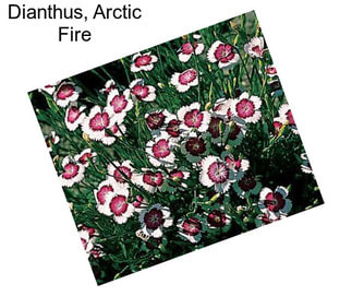 Dianthus, Arctic Fire