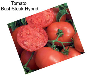 Tomato, BushSteak Hybrid