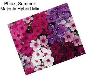 Phlox, Summer Majesty Hybrid Mix