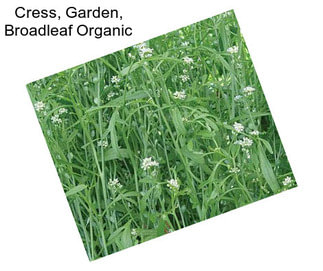 Cress, Garden, Broadleaf Organic