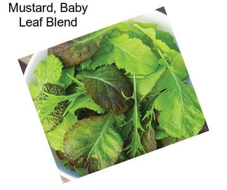Mustard, Baby Leaf Blend