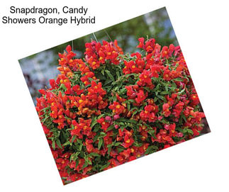 Snapdragon, Candy Showers Orange Hybrid