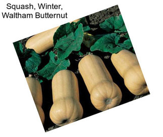 Squash, Winter, Waltham Butternut