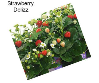 Strawberry, Delizz