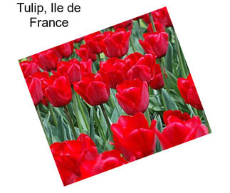 Tulip, Ile de France