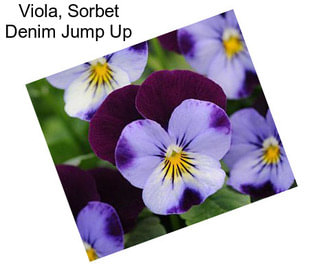 Viola, Sorbet Denim Jump Up