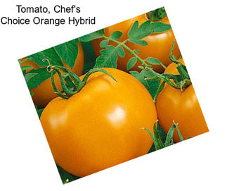 Tomato, Chef\'s Choice Orange Hybrid