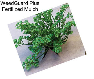 WeedGuard Plus Fertilized Mulch