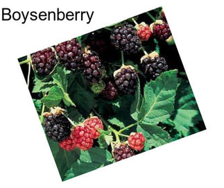 Boysenberry