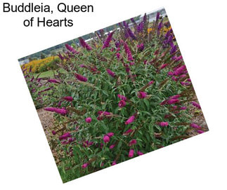 Buddleia, Queen of Hearts