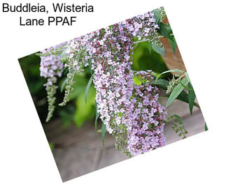 Buddleia, Wisteria Lane PPAF