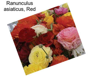 Ranunculus asiaticus, Red