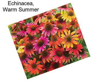 Echinacea, Warm Summer