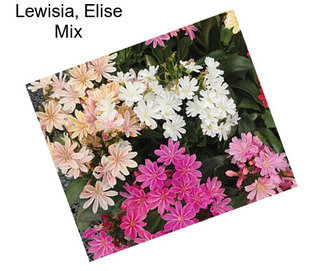 Lewisia, Elise Mix