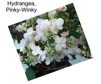 Hydrangea, Pinky-Winky