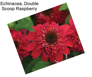 Echinacea, Double Scoop Raspberry
