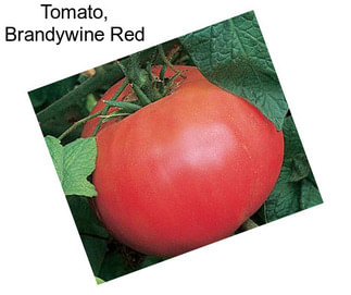 Tomato, Brandywine Red