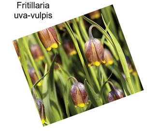 Fritillaria uva-vulpis