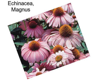 Echinacea, Magnus