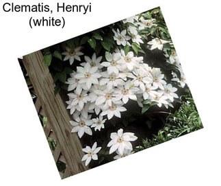 Clematis, Henryi (white)