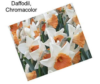 Daffodil, Chromacolor