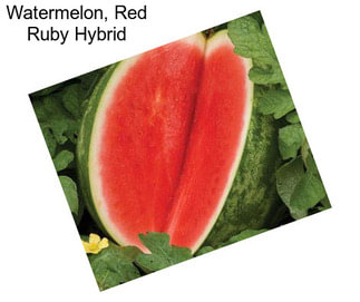 Watermelon, Red Ruby Hybrid