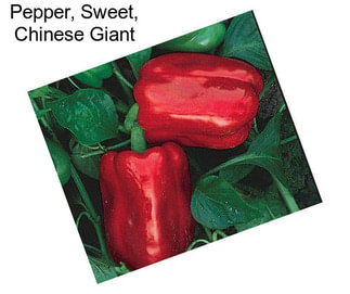 Pepper, Sweet, Chinese Giant