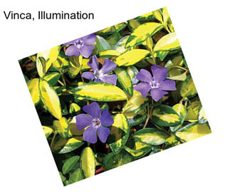 Vinca, Illumination