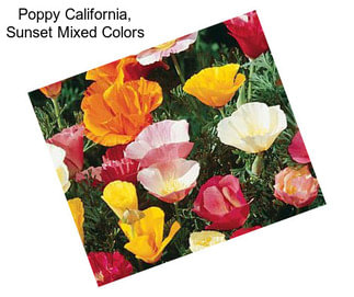 Poppy California, Sunset Mixed Colors