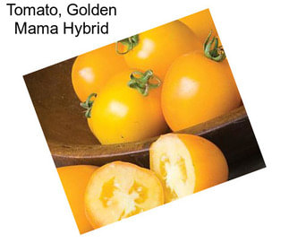 Tomato, Golden Mama Hybrid