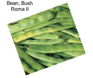 Bean, Bush Roma II