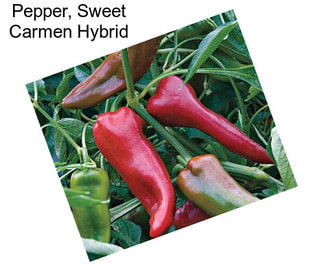 Pepper, Sweet Carmen Hybrid