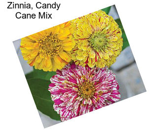 Zinnia, Candy Cane Mix