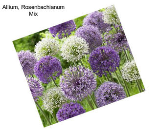 Allium, Rosenbachianum Mix